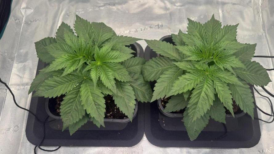 Girl Scoot Cookies as a beginner grower. Week 3