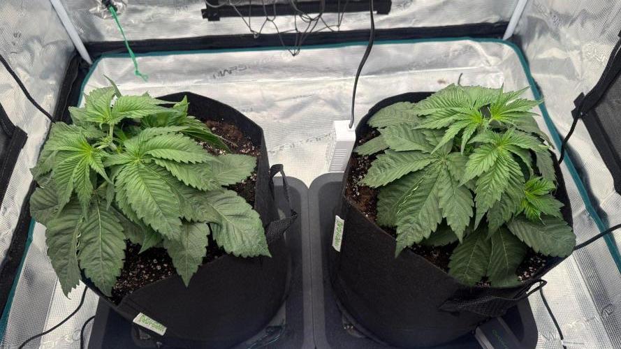 Girl Scoot Cookies as a beginner grower. Week 3