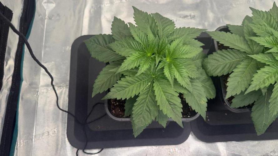 Girl Scoot Cookies as a beginner grower. Week 3