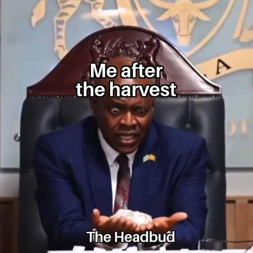 Memes. Week 0