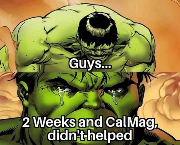 Memes. Week 0