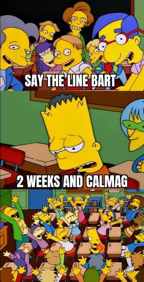 Memes. Week 0