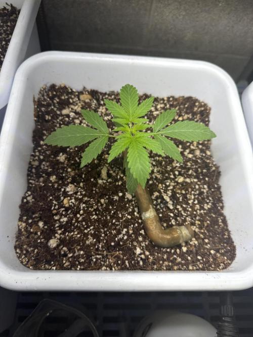 BigTipShark. Week 3