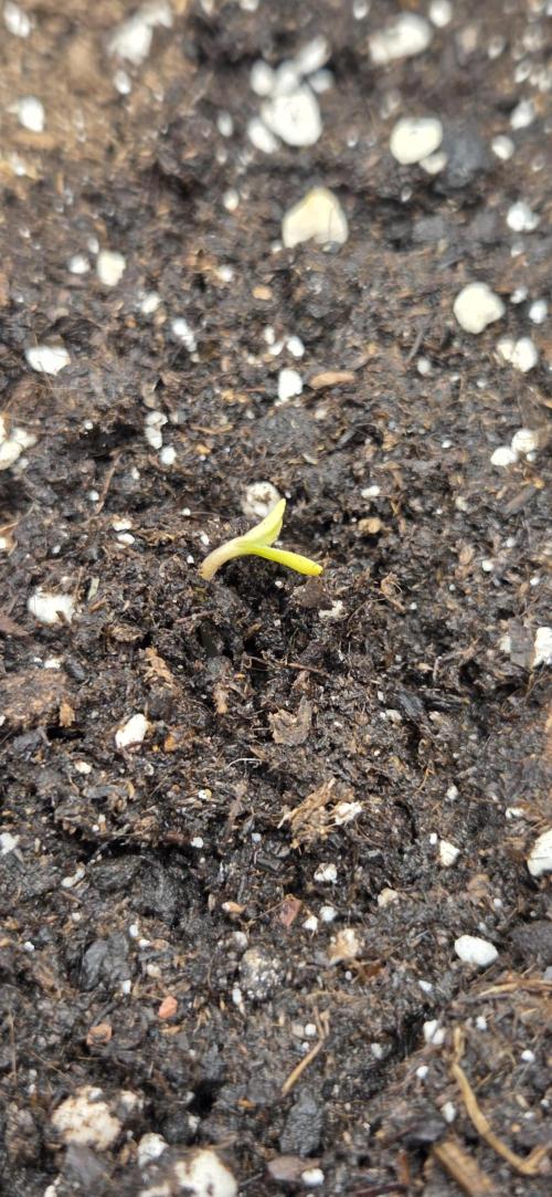 purple haze. Week 0 - day 3