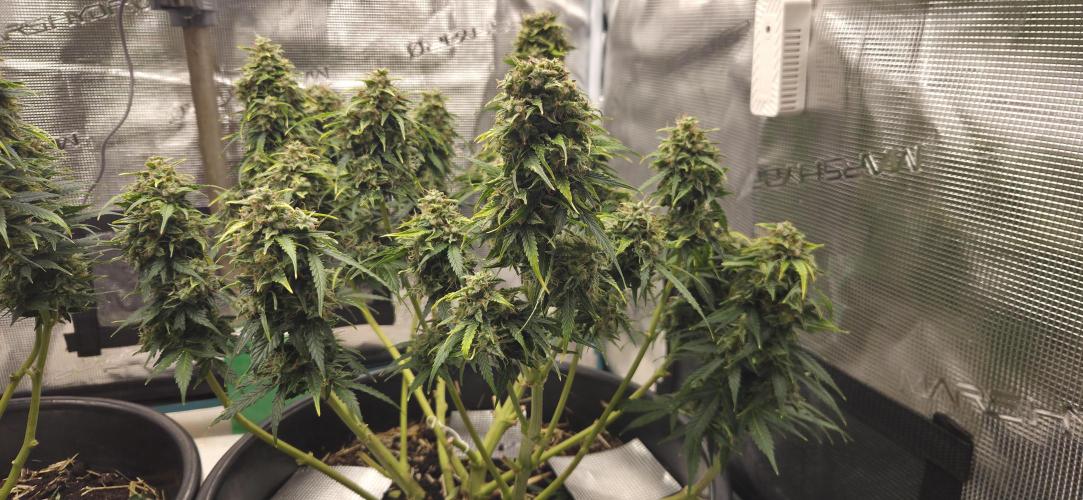 FC 1500-EVO 150W Samsung LED. Week 11