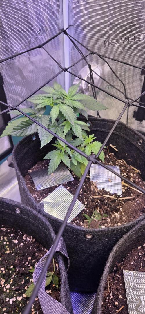 purple haze. Week 3
