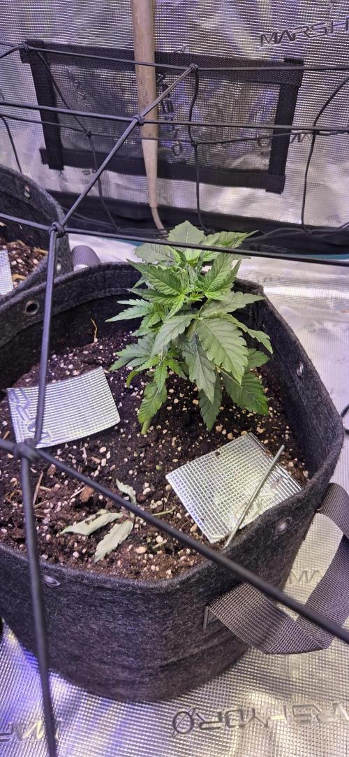 purple haze. Week 3 - this one might go. significantly smaller than the rest