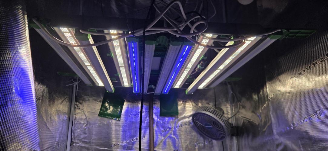 purple haze. Week 3 - new light set up with all 4 mars hydro ad lights. 
