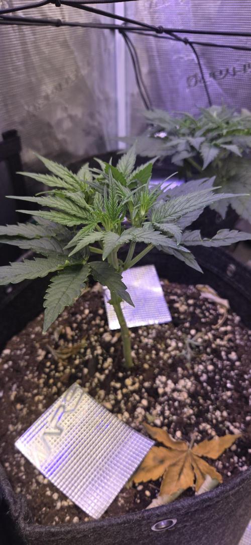 purple haze auto. Week 4
