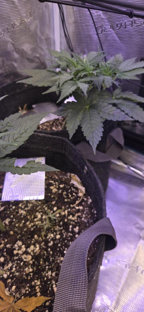 purple haze auto. Week 4