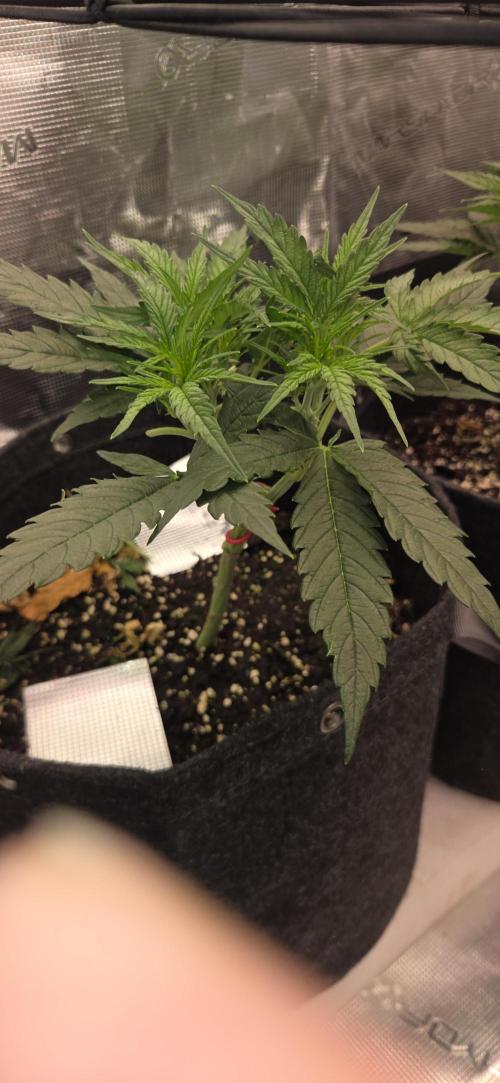 purple haze auto. Week 4