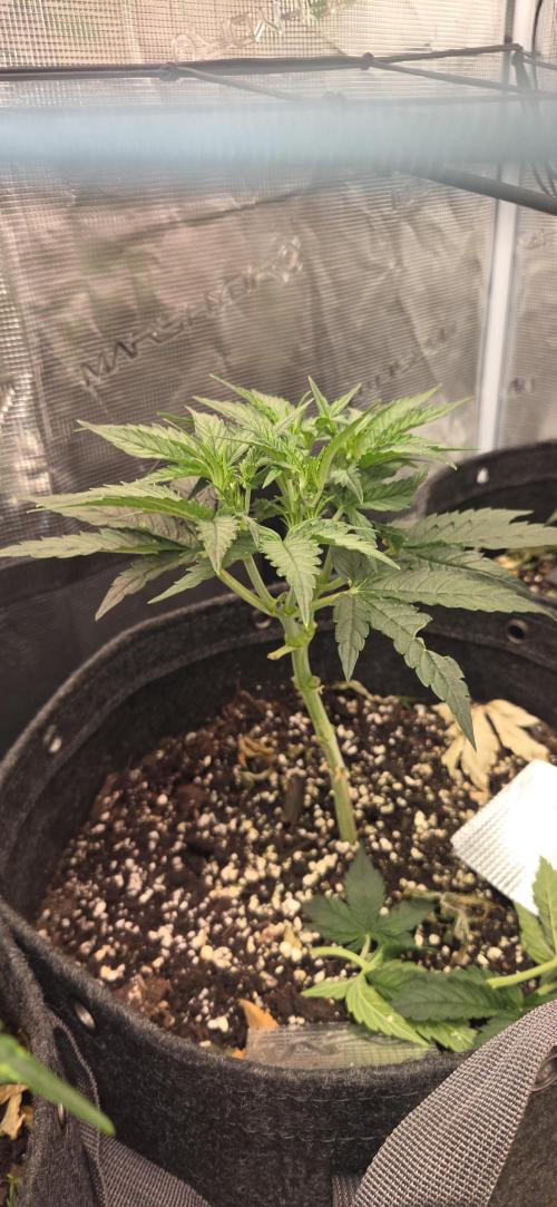 purple haze auto. Week 4