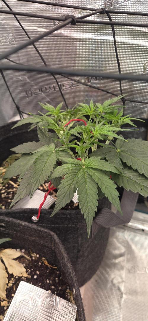 purple haze auto. Week 4