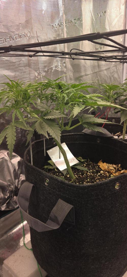 purple haze auto. Week 4