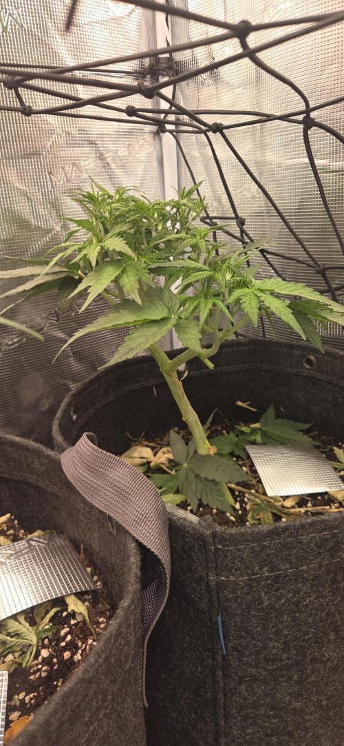 purple haze auto. Week 4