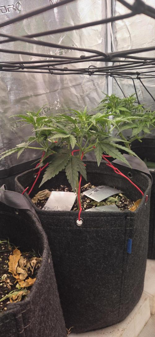 iFresh 4-Inch Inline Duct Fan. Week 4