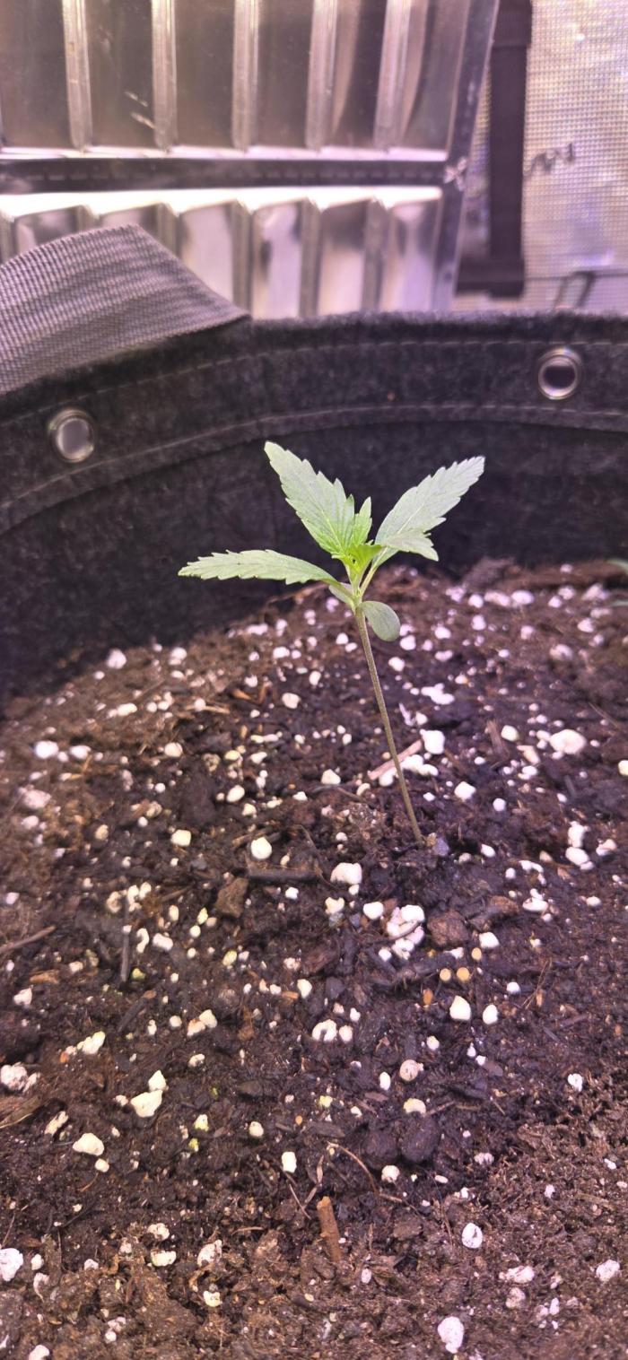 Northern lights auto day 1.25. Week 1