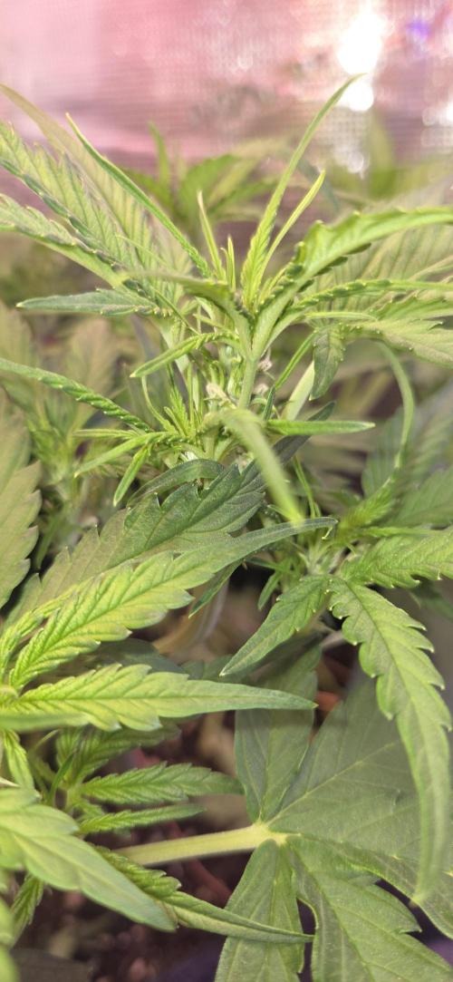 purple haze auto. Week 5