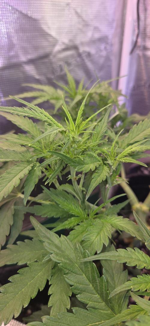 purple haze auto. Week 5
