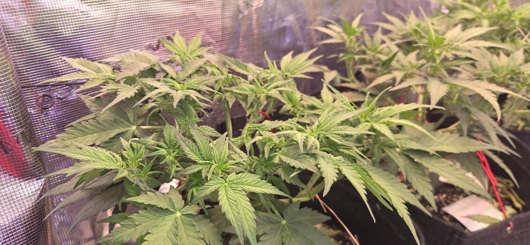 purple haze auto. Week 5