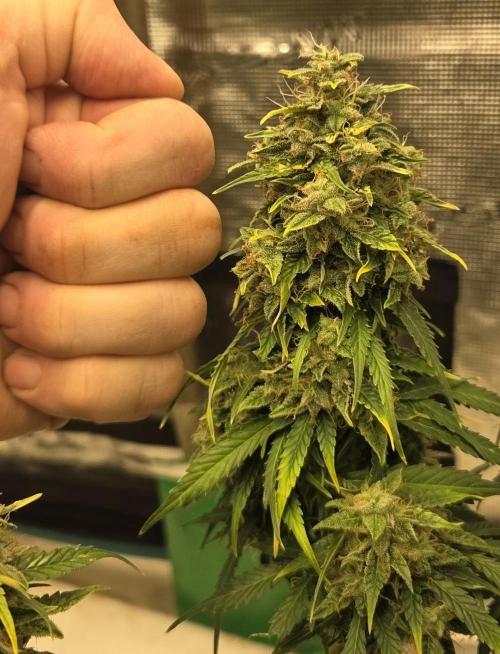 FC 1500-EVO 150W Samsung LED. Week 14