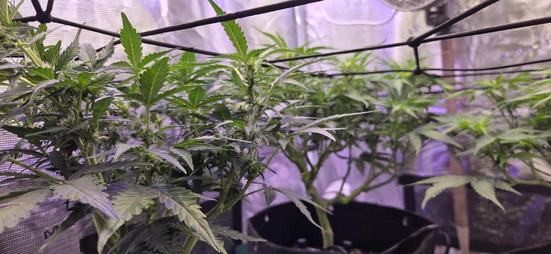 Purple Haze autoflower OSS. Week 6 - need advice on training