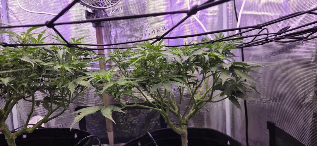 Purple Haze autoflower OSS. Week 6 - need advice on training