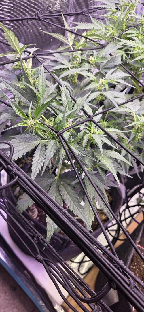 Purple Haze autoflower OSS. Week 6 - need advice on training