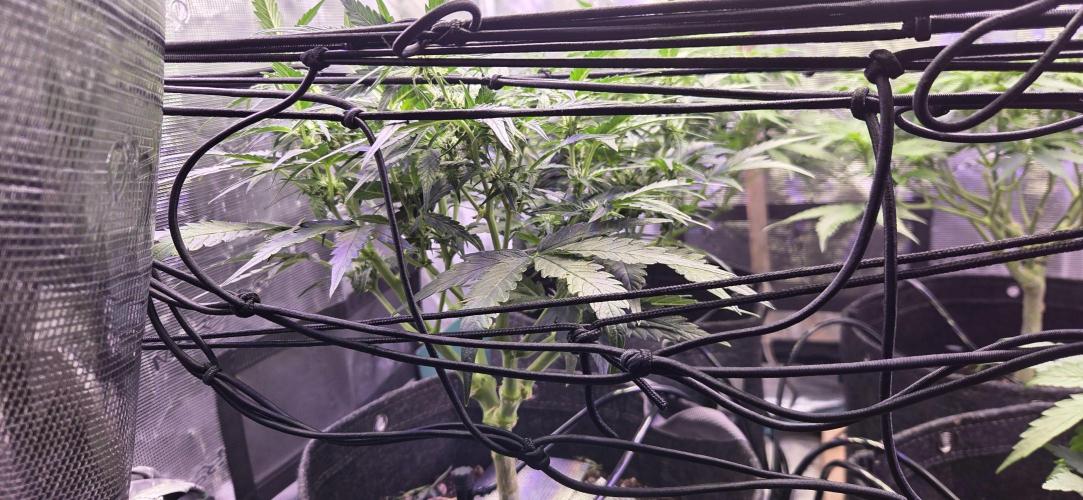 Purple Haze autoflower OSS. Week 6 - need advice on training