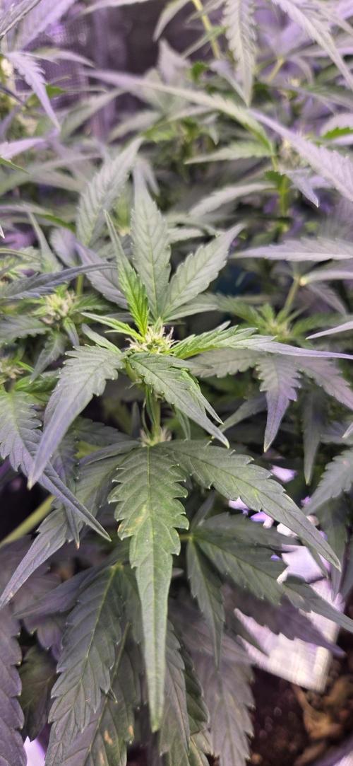 Purple Haze autoflower OSS. Week 6 - need advice on training