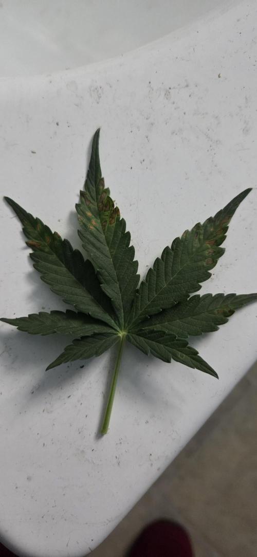 Purple Haze autoflower OSS. Week 6 - actually thinking too much waternot calciumdid another check before adding,  seems pretty mormal.. 
