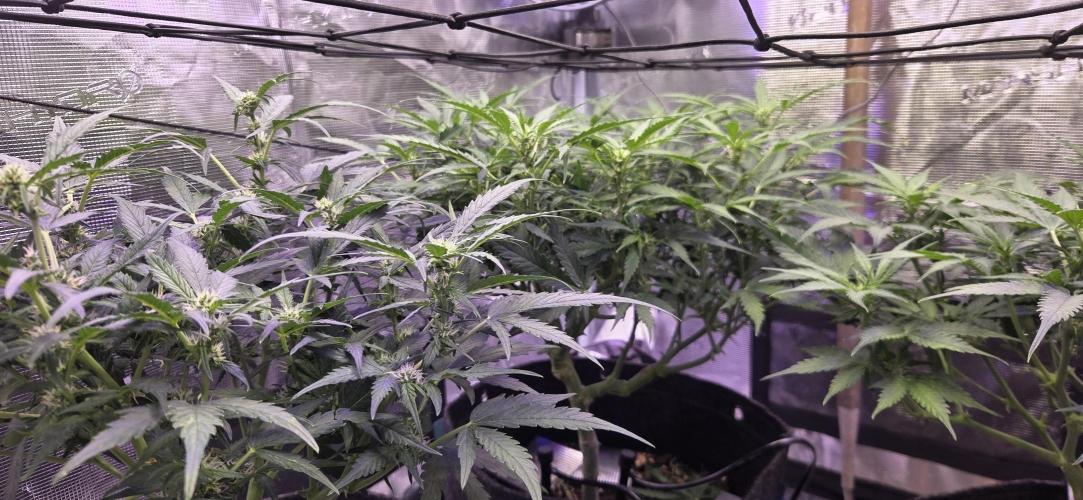 Purple Haze autoflower OSS. Week 6 - just an update,  the stretch has begun. 