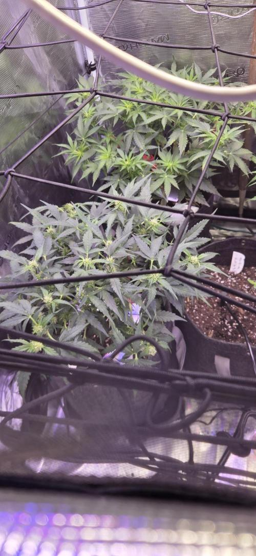 Purple Haze autoflower OSS