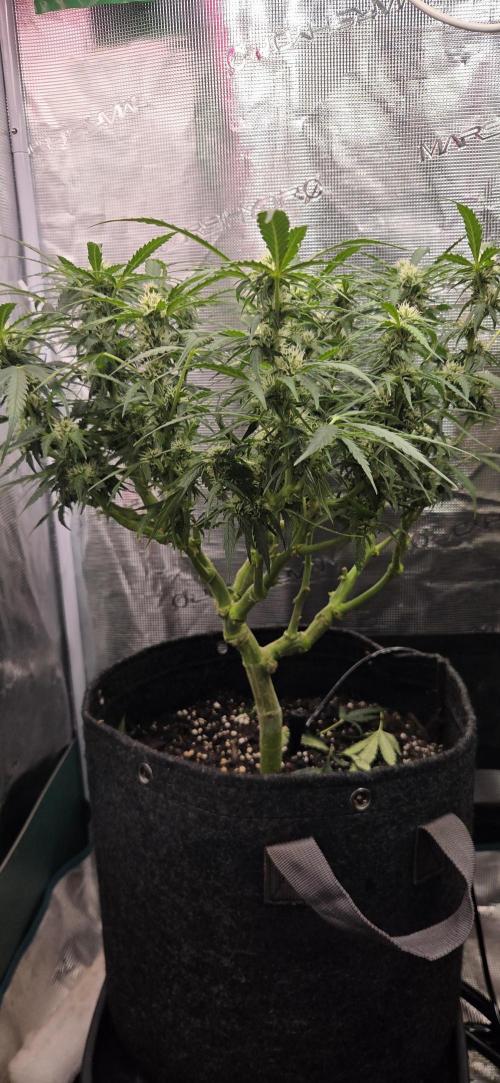 Purple Haze autoflower OSS. Week 7