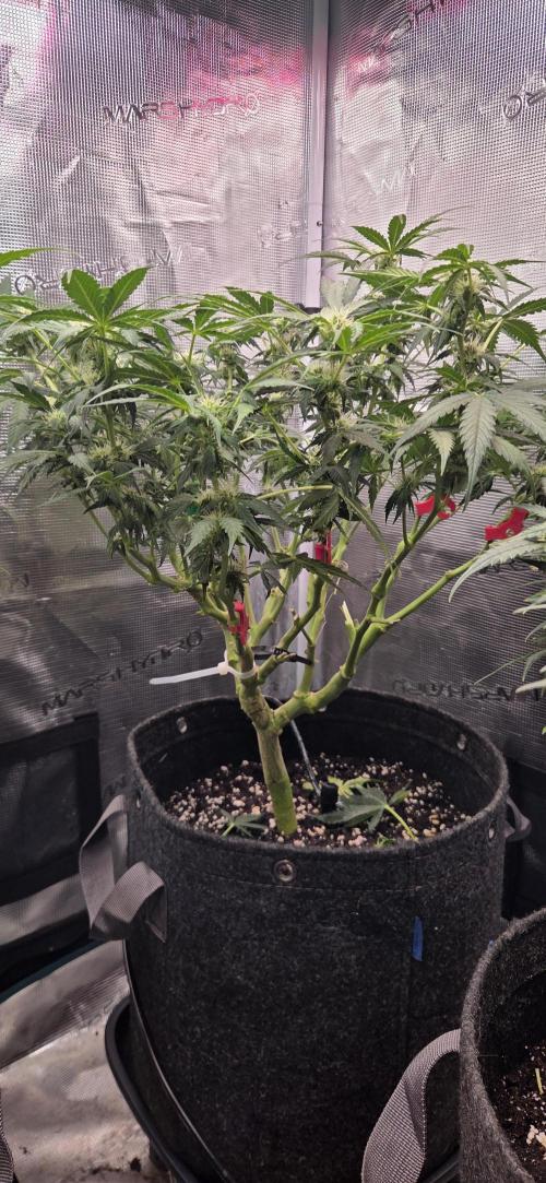 Purple Haze autoflower OSS. Week 7