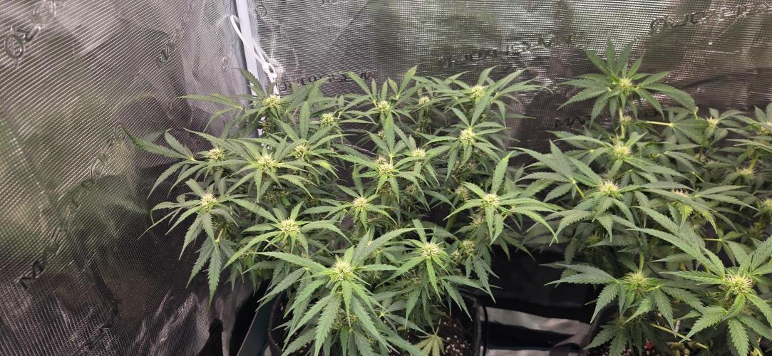 Purple Haze autoflower OSS. Week 7