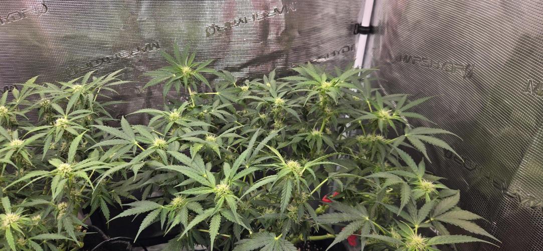 Purple Haze autoflower OSS. Week 7