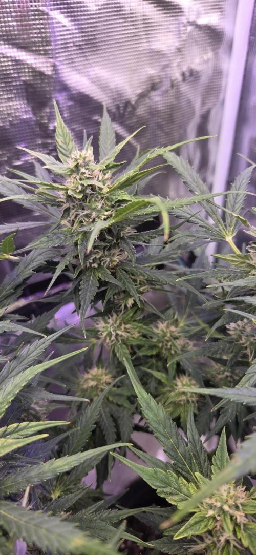 Purple Haze autoflower OSS. Week 8