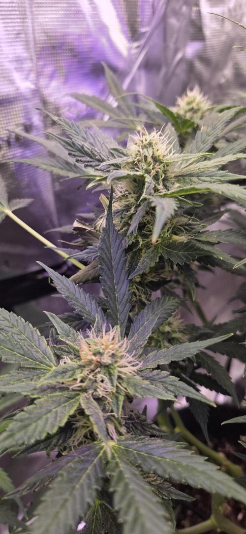 Purple Haze autoflower OSS. Week 8