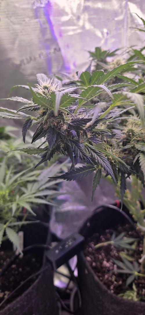 Purple Haze autoflower OSS. Week 8