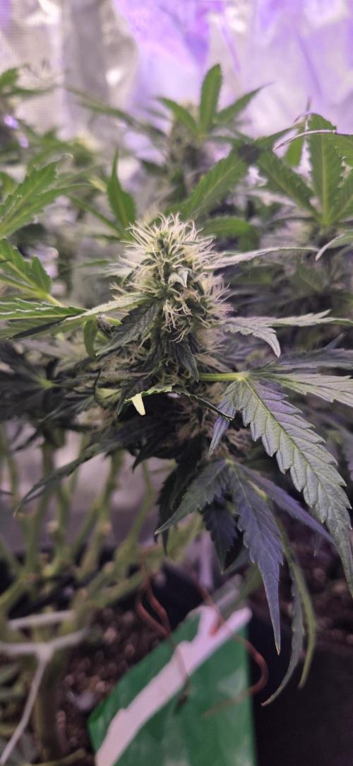 Purple Haze autoflower OSS. Week 8