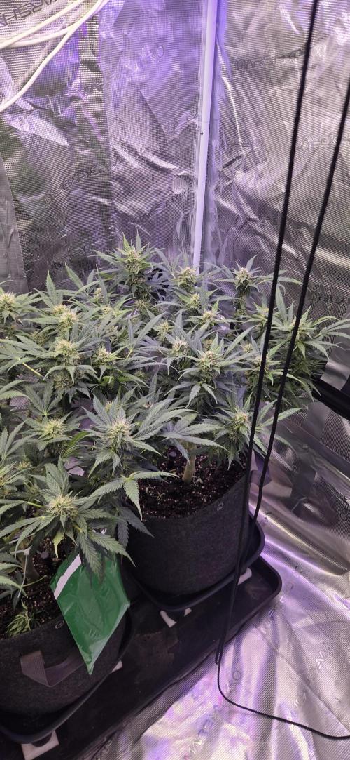 Purple Haze autoflower OSS. Week 8