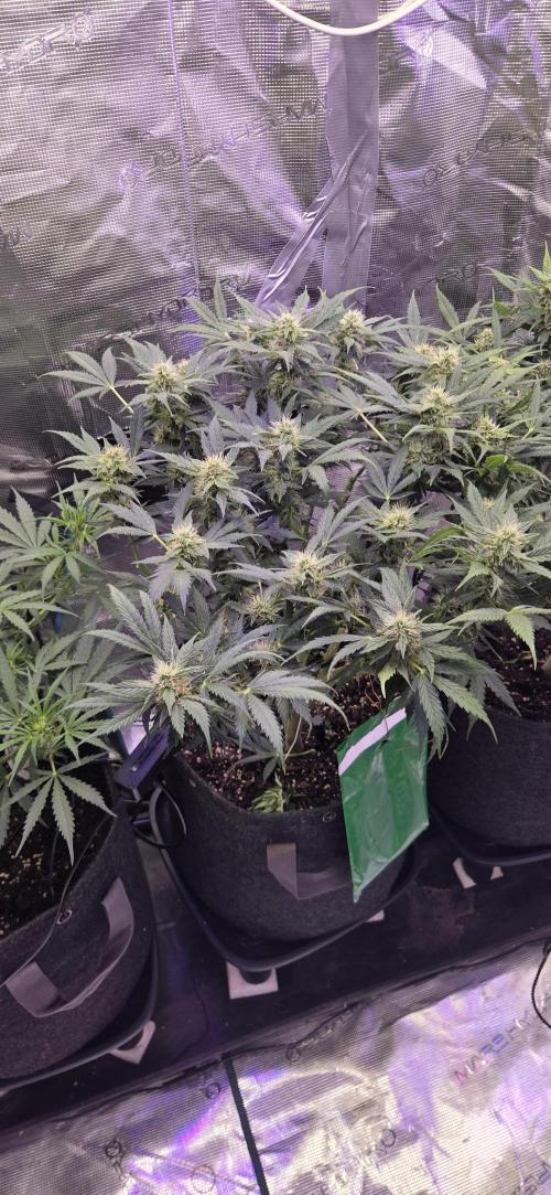 Purple Haze autoflower OSS. Week 8