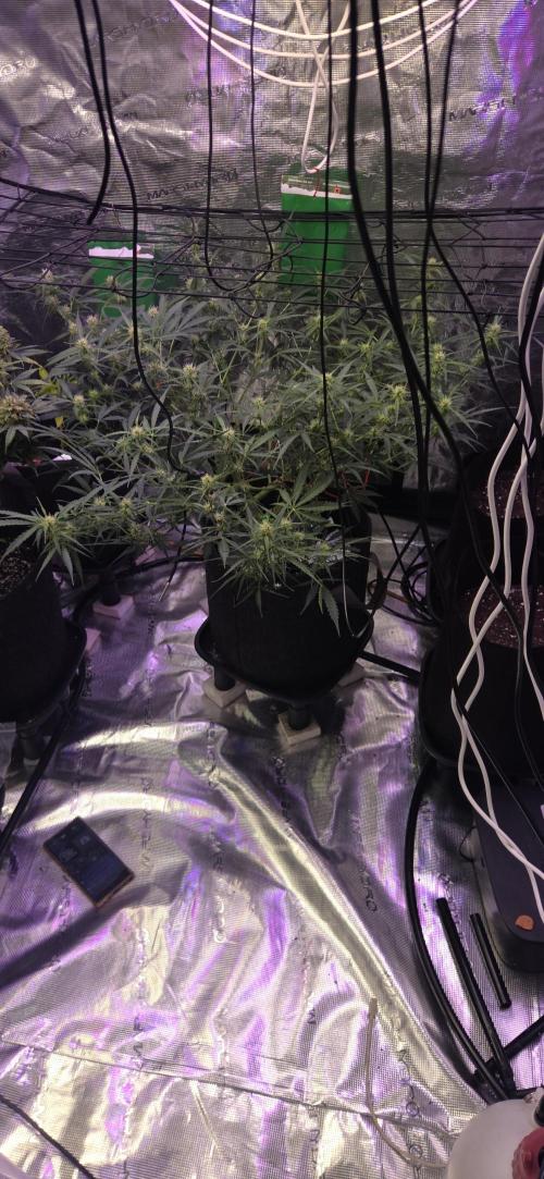 Northern lights auto day 1.25. Week 7