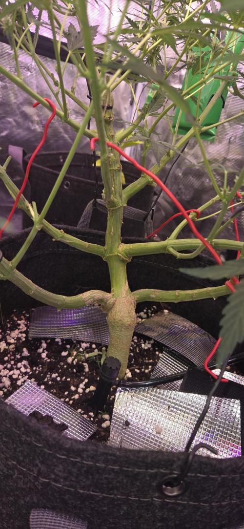 Northern lights auto day 1.25. Week 7