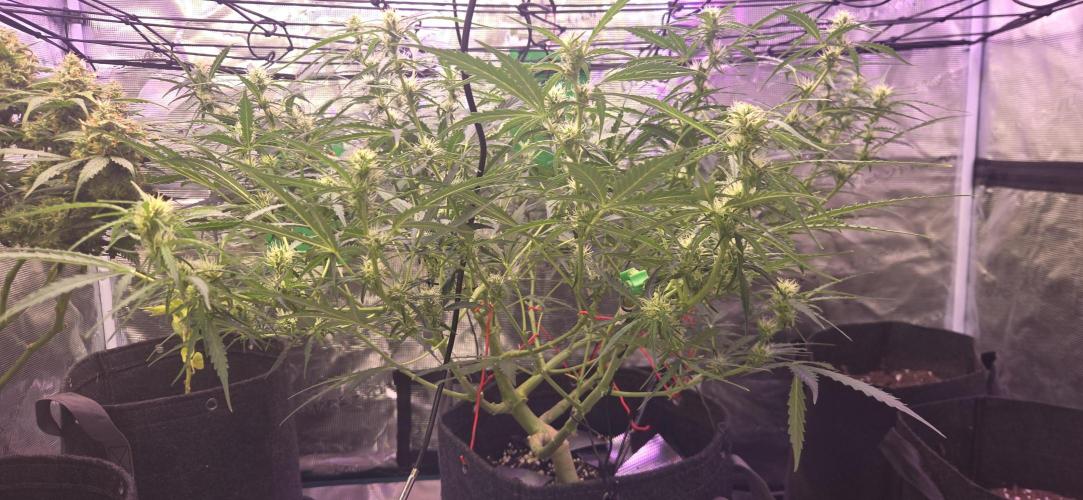 Northern lights auto day 1.25. Week 7