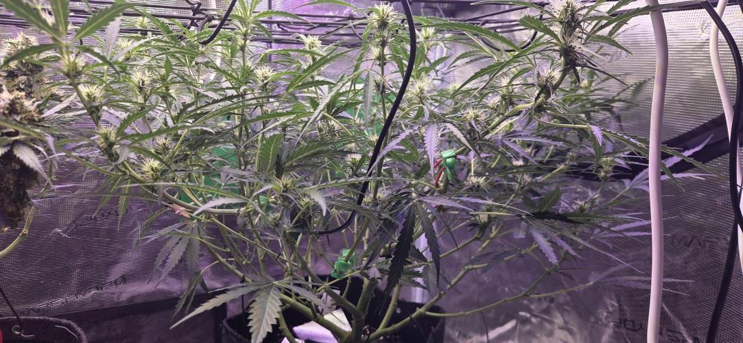 Northern lights auto day 1.25. Week 7