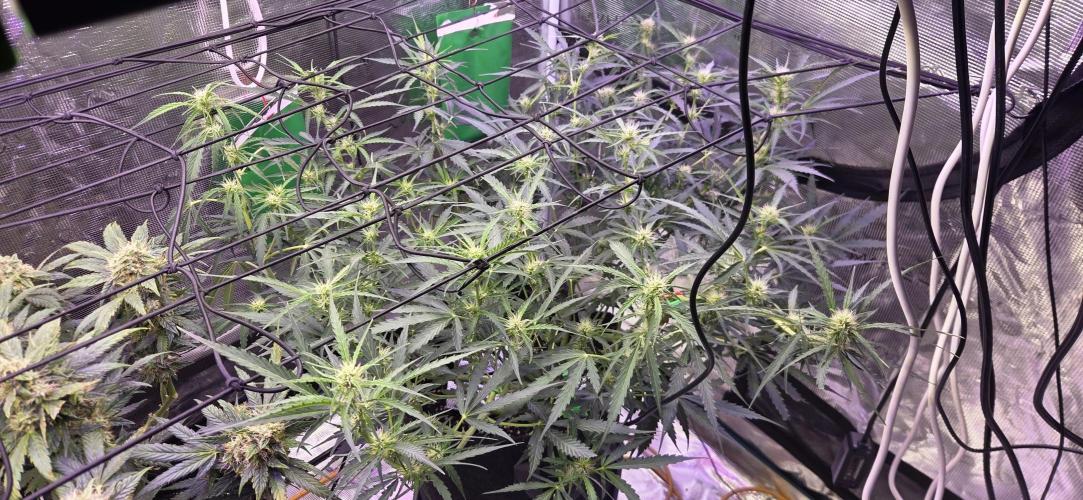 Northern lights auto day 1.25. Week 7