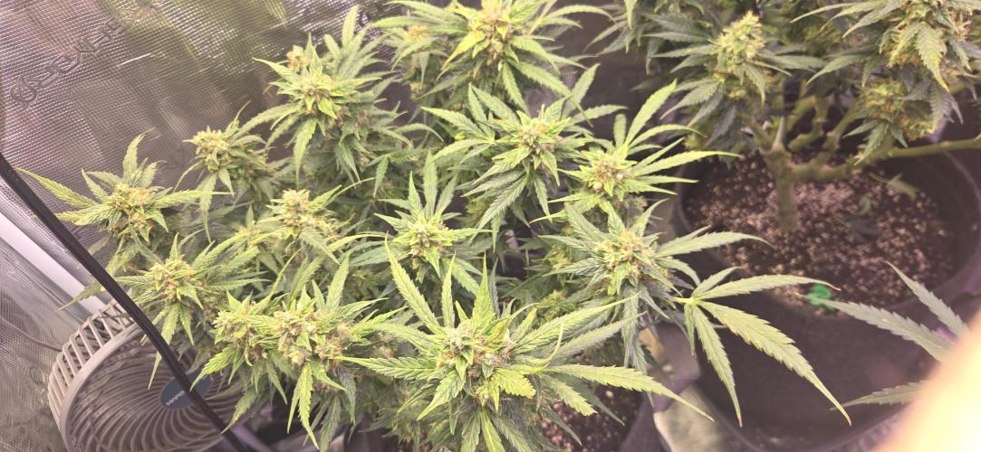 Purple Haze autoflower OSS. Week 11