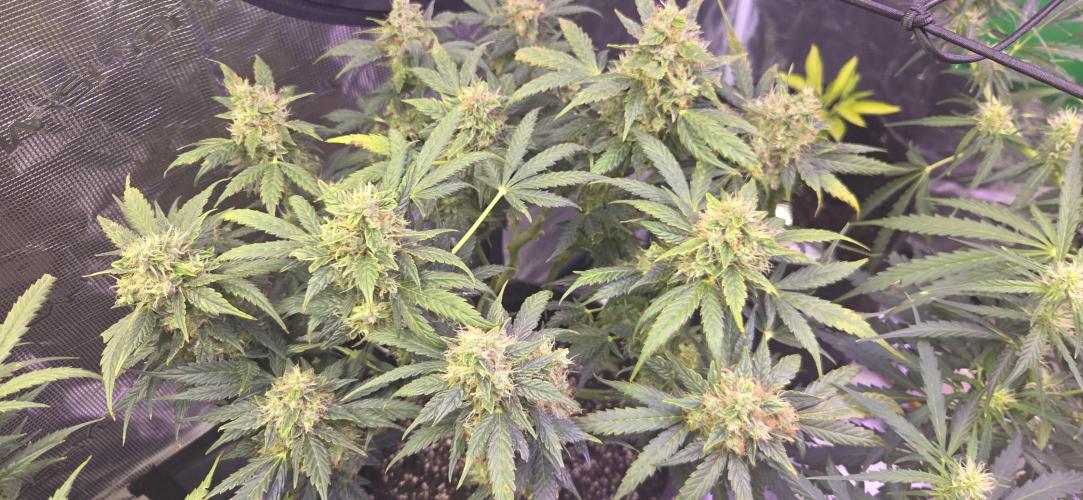Purple Haze autoflower OSS. Week 11